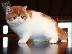 PoulaTo: Επικοινωνήστε μαζί μου μέσω Viber: ( +63-945-413-6749 ) Exotic Shorthair kittens...
